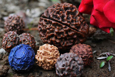 Sacred Rudraksha