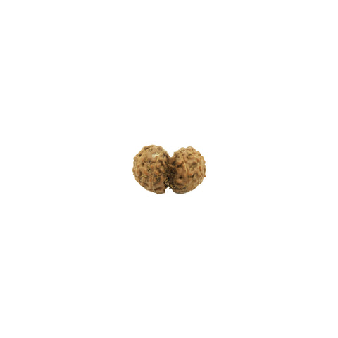 Mukhi Rudraksha