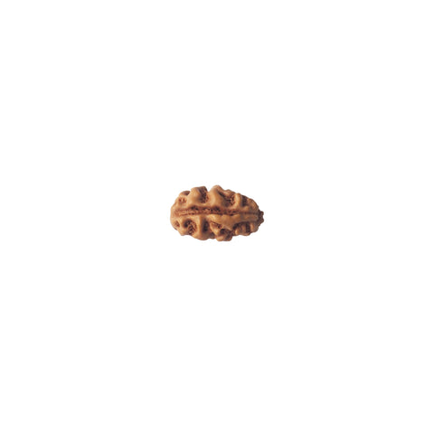 Mukhi Rudraksha