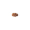 Mukhi Rudraksha