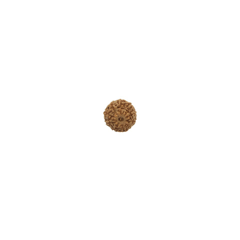 Mukhi Rudraksha