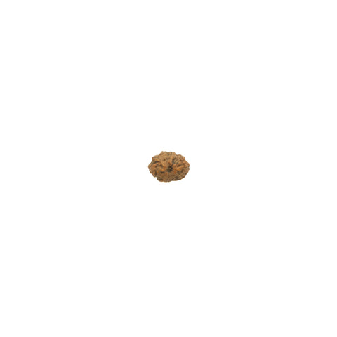 Mukhi Rudraksha