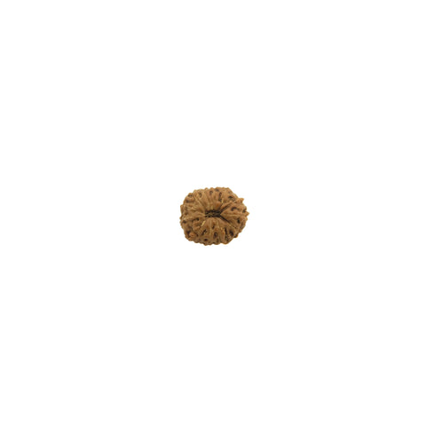 Mukhi Rudraksha
