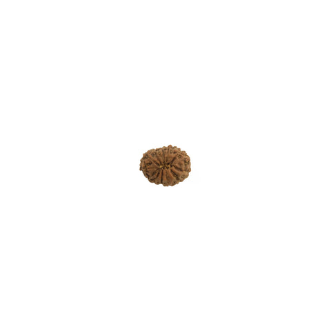 Mukhi Rudraksha