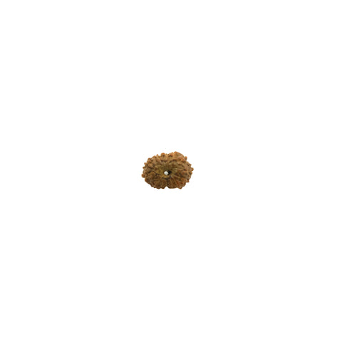 Mukhi Rudraksha
