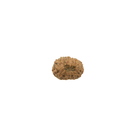 Mukhi Rudraksha