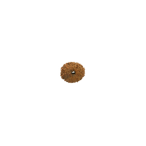 Mukhi Rudraksha