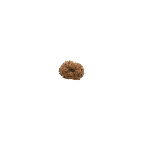 Mukhi Rudraksha