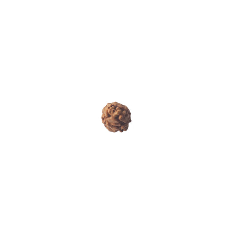 Mukhi Rudraksha