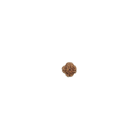 Mukhi Rudraksha