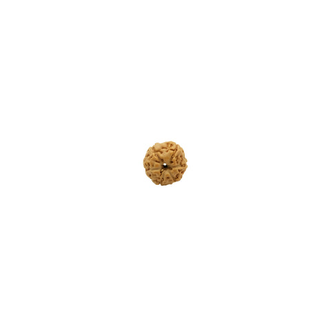 Mukhi Rudraksha