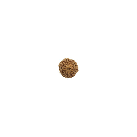 Mukhi Rudraksha