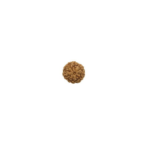 Mukhi Rudraksha