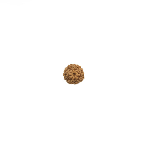 Mukhi Rudraksha